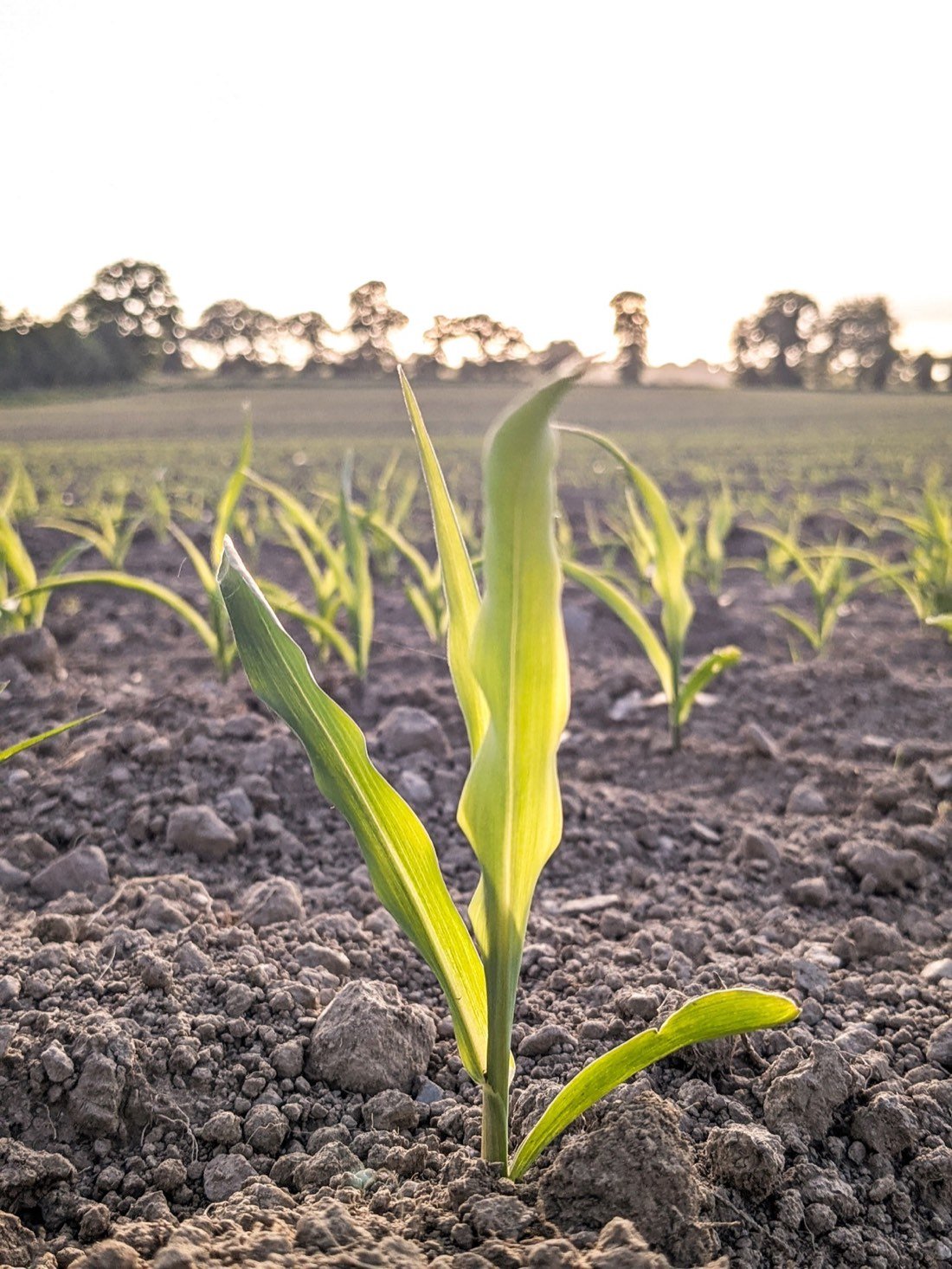 Soil biology supporting sustainable agriculture