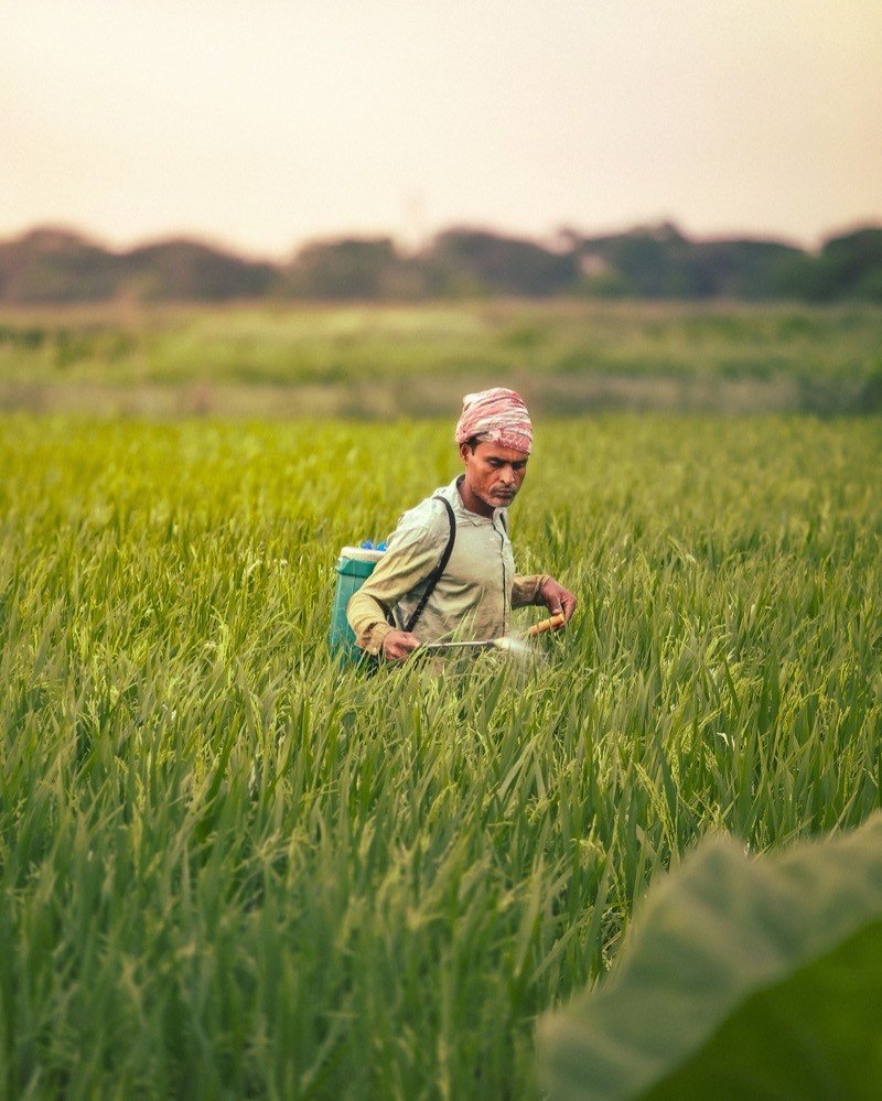 Seedling growth supported by beneficial soil microbes