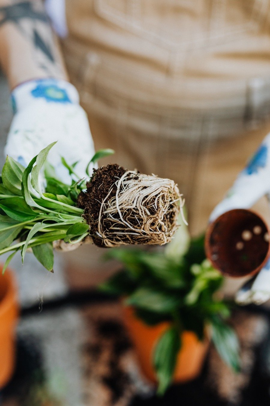 Living root zone in healthy soil