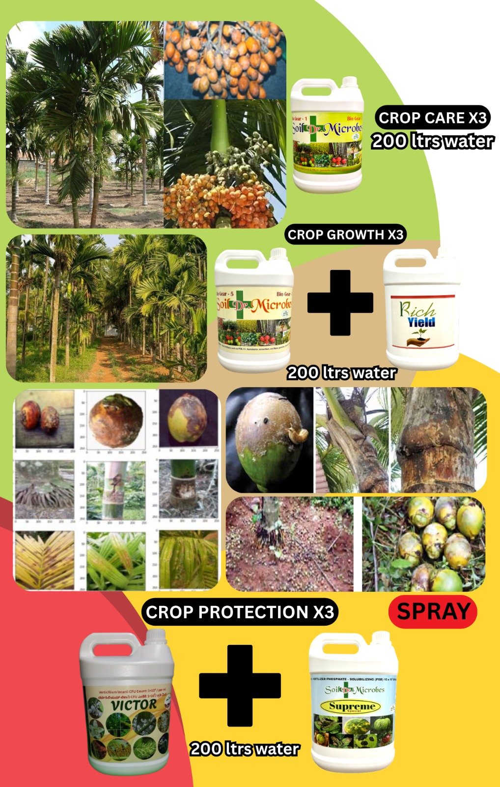 Areca nut — recommended crop care, growth & protection program